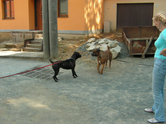 CANE CORSO PETTO LARGO KENNEL 2009