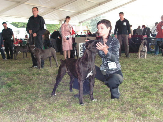 CANE CORSO PETTO LARGO KENNEL 2008