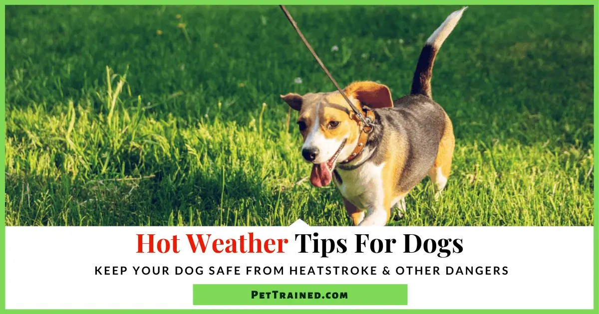 Hot Weather Tips For Dogs Pet Trained