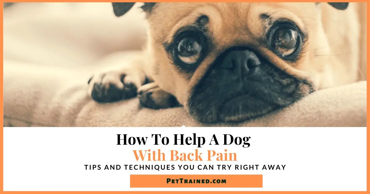 How To Help A Dog With Back Pain Pet Trained