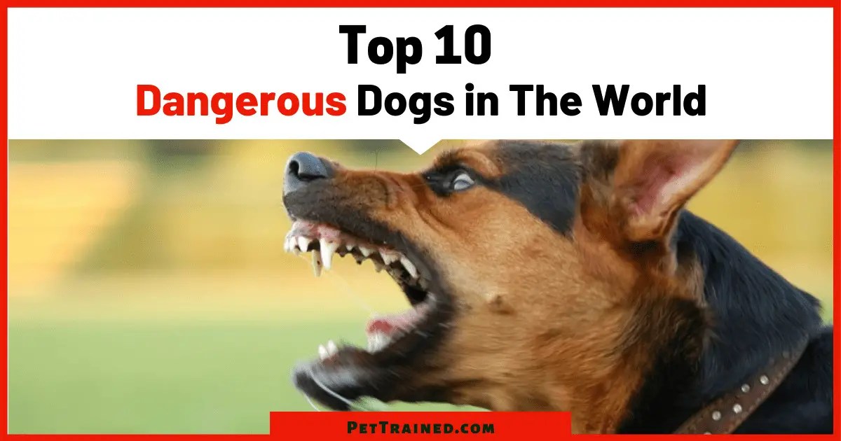 Top 10 Dangerous Dogs in The World Pet Trained