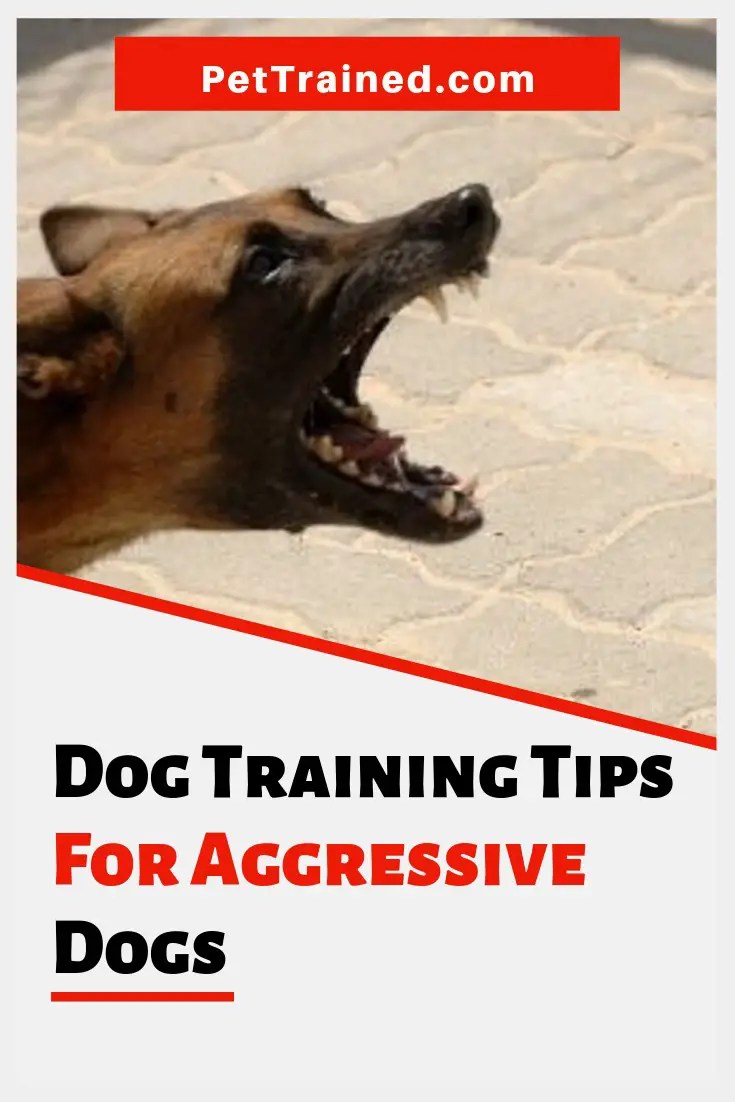 Advice on Dog Training For Aggressive Dogs Pet Trained