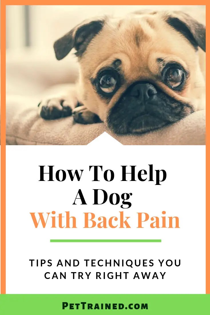 How To Help A Dog With Back Pain Pet Trained
