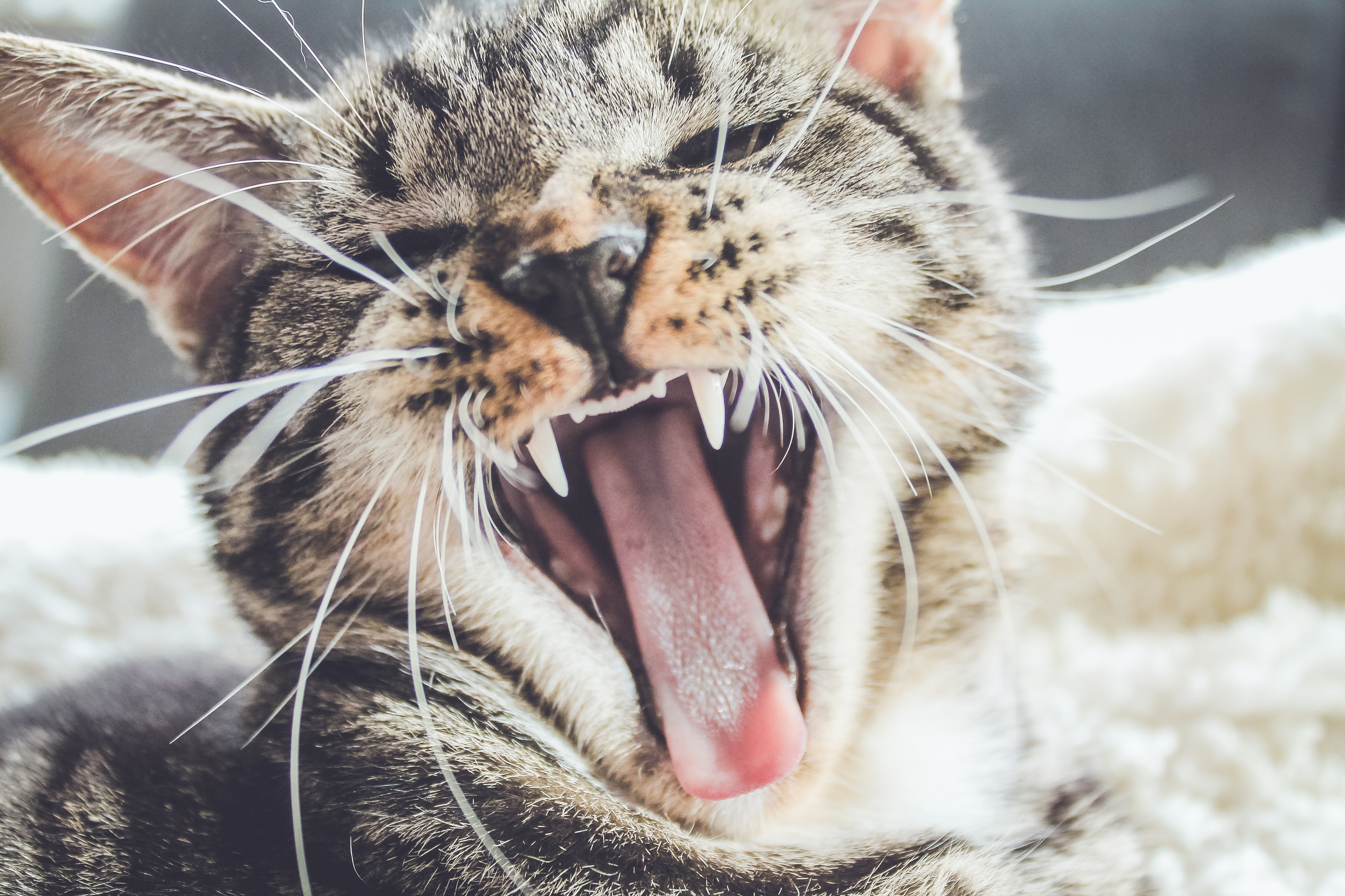 How To Stop My Cat From Biting And Attacking Me Pet Trained