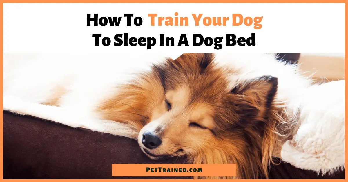 6 Tips On How To Train Your Dog To Sleep In A Dog Bed Pet Trained