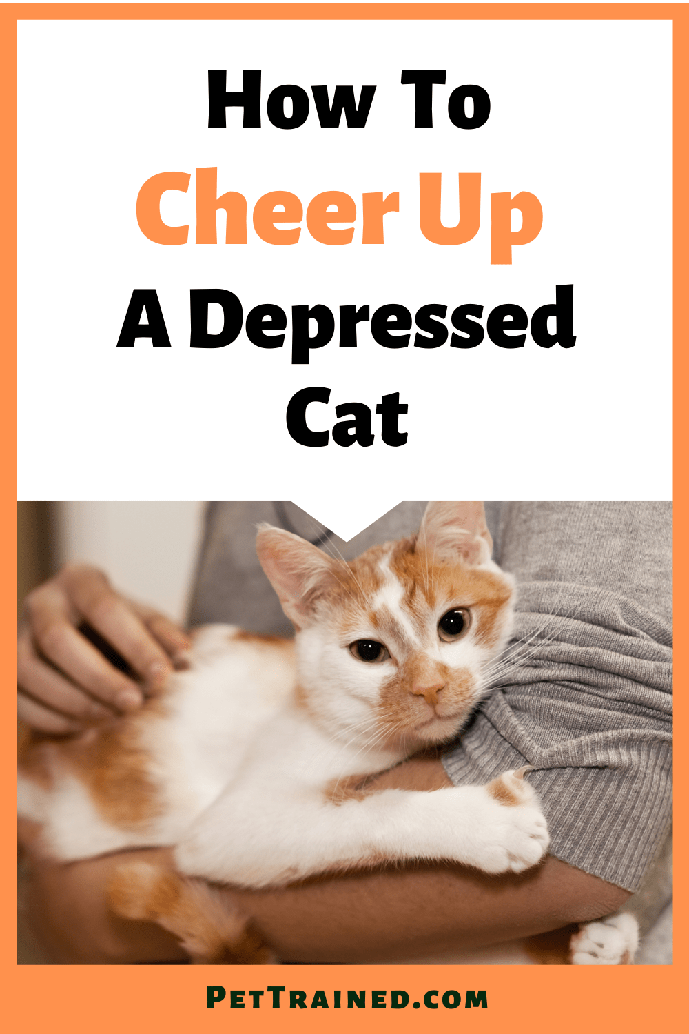 How To Help A Depressed Cat 2 Arkadvisors Co