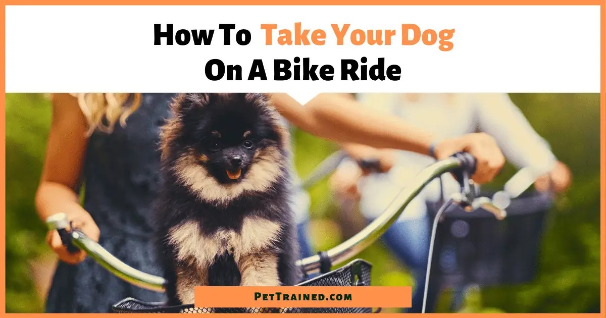 How To Take A Dog On A Bike Ride 6 Great Tips Pet Trained