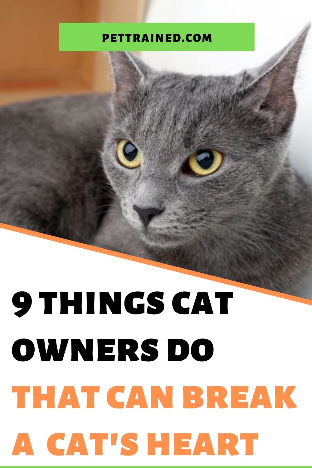 9 Typical Things Cat Owners Do That Can Break A Cat’s Heart Pet Trained