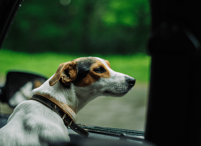 Pet Transport Pro Pet Transport Dog Transport Pet Transport Service