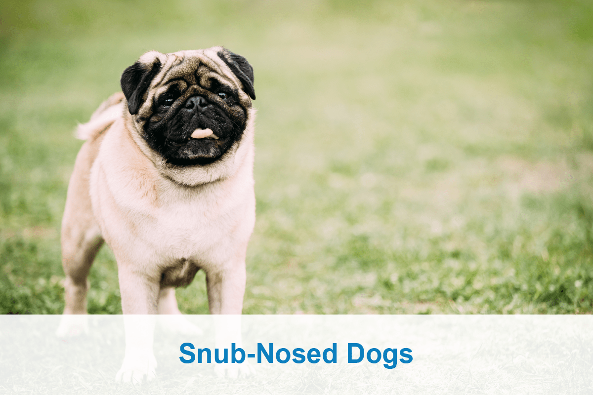 Dog Transport Service Shipping Dogs Across Country & International