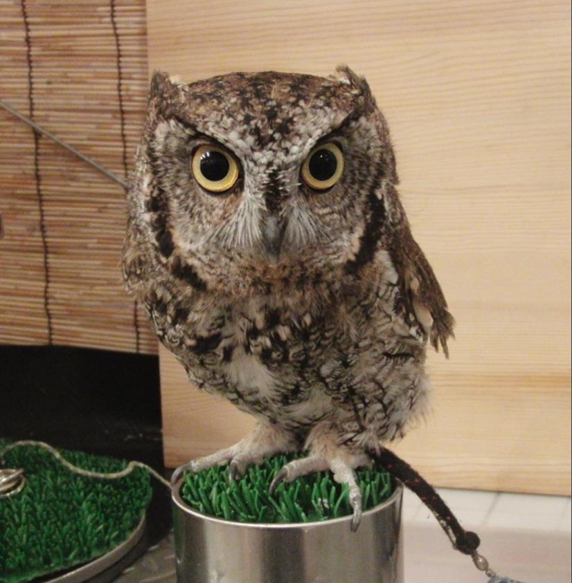 フクロウの魅力～関東・関西のふくろうカフェ7選 petty[ペッティ]