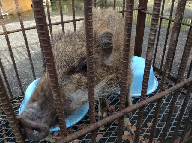 イノシシをペットとして飼うことは出来る？許可は？価格は？実際なつくの？ petty[ペッティ]