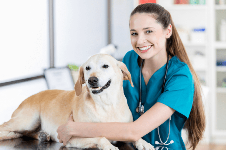 Things You Need to Know About Vet Tech Jobs petty mayo