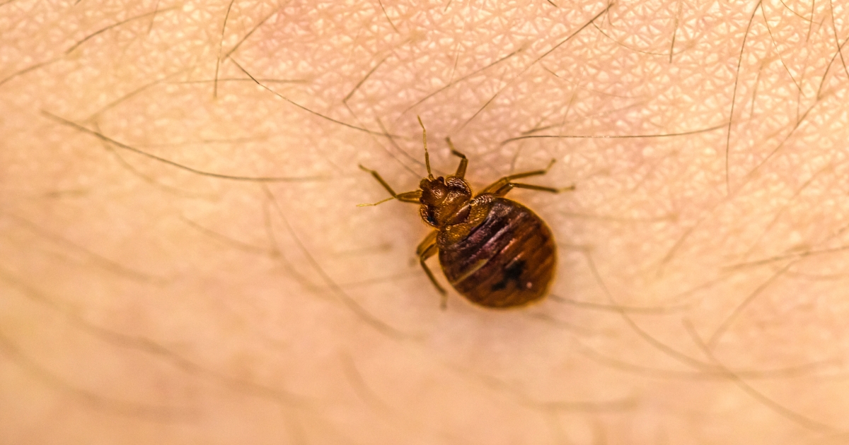 Bed Bugs in Kitchener? Call an Exterminator! pettypestcontrolservices