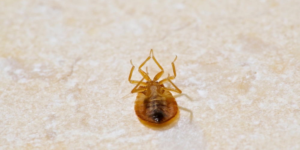 Why Call a Professional to Remove Bed Bugs in Your Kitchener Home