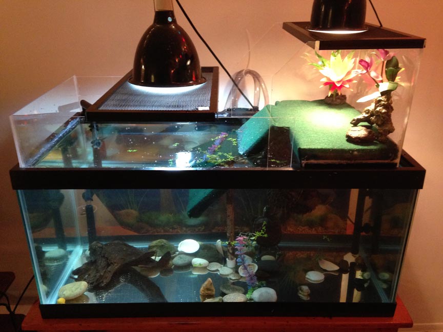Where to Get Turtle Tanks for Sale