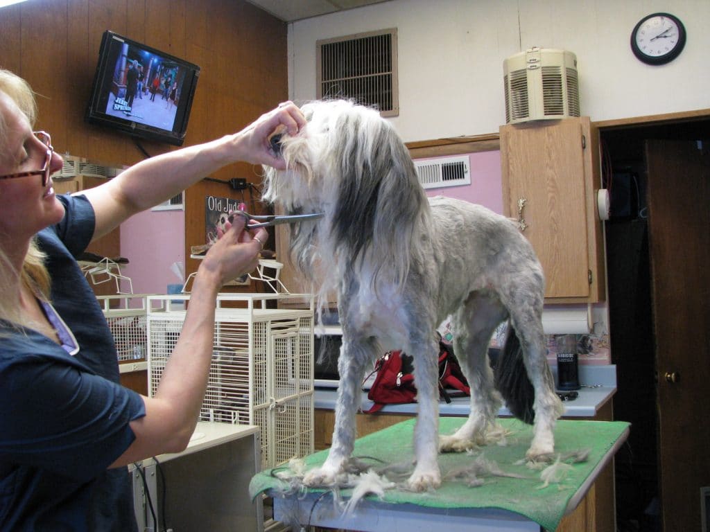 The 5 Best Dog Grooming Shears 2019