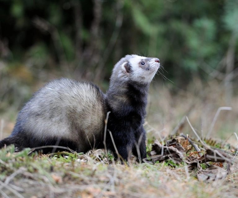 How Long do Marshall Ferrets Live? (And Typical Health Problems