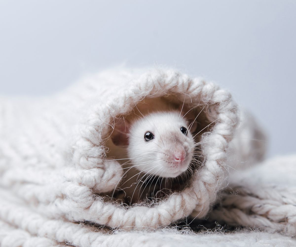 Are Ferrets Smarter than Rats? petusiast