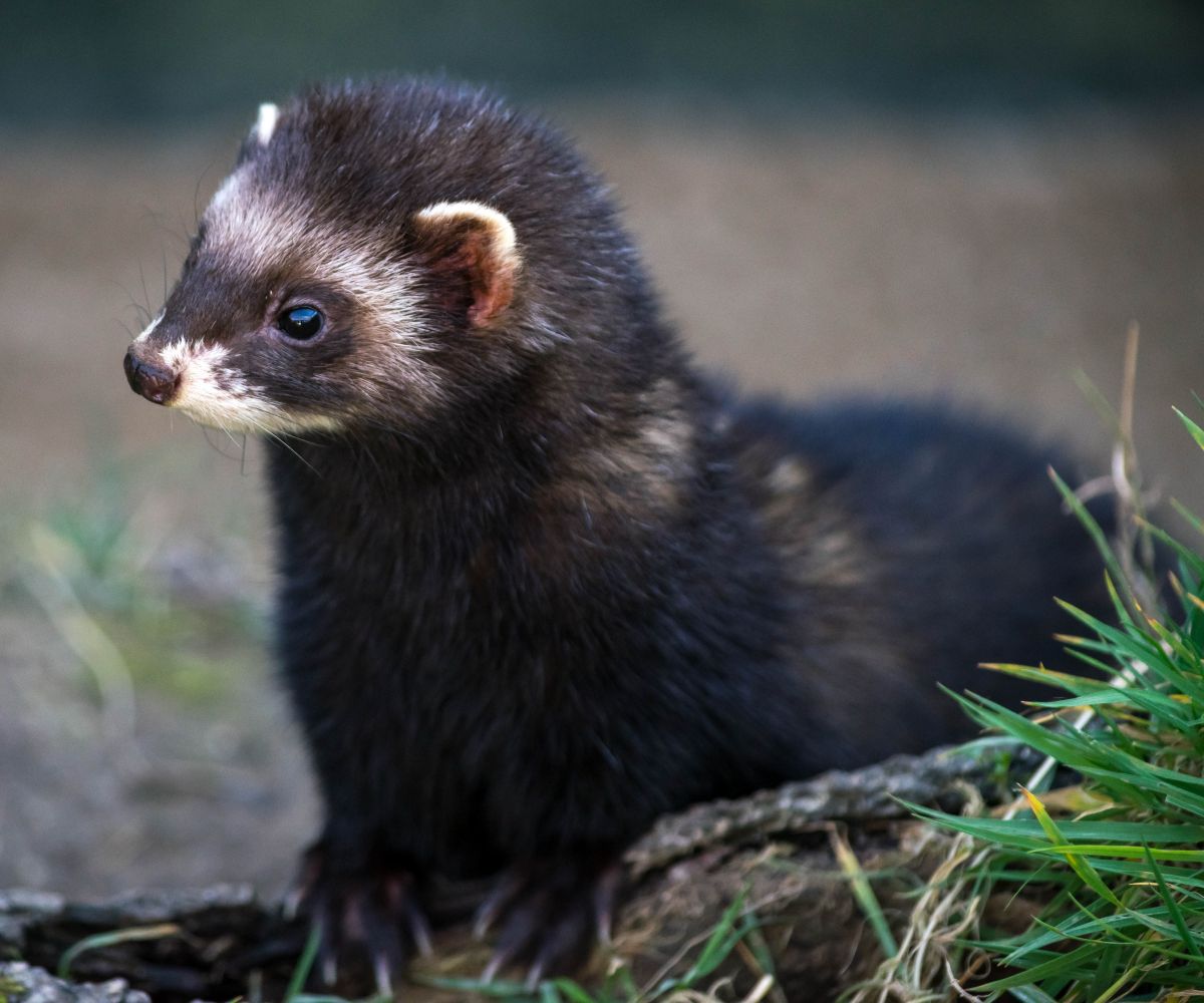 Can Ferrets Use Puppy Pads or Pee Pads? petusiast