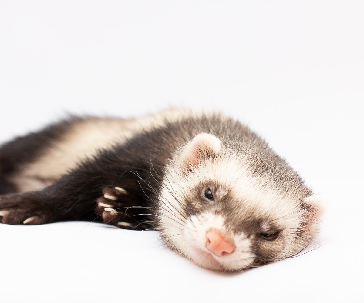 Are Ferrets Better Alone or in Pairs? petusiast