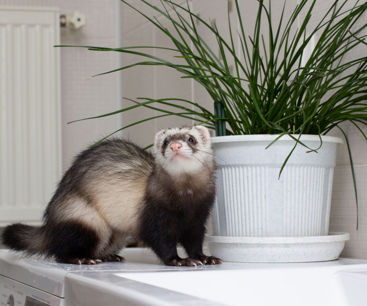 Do Apartments Allow Ferrets? petusiast