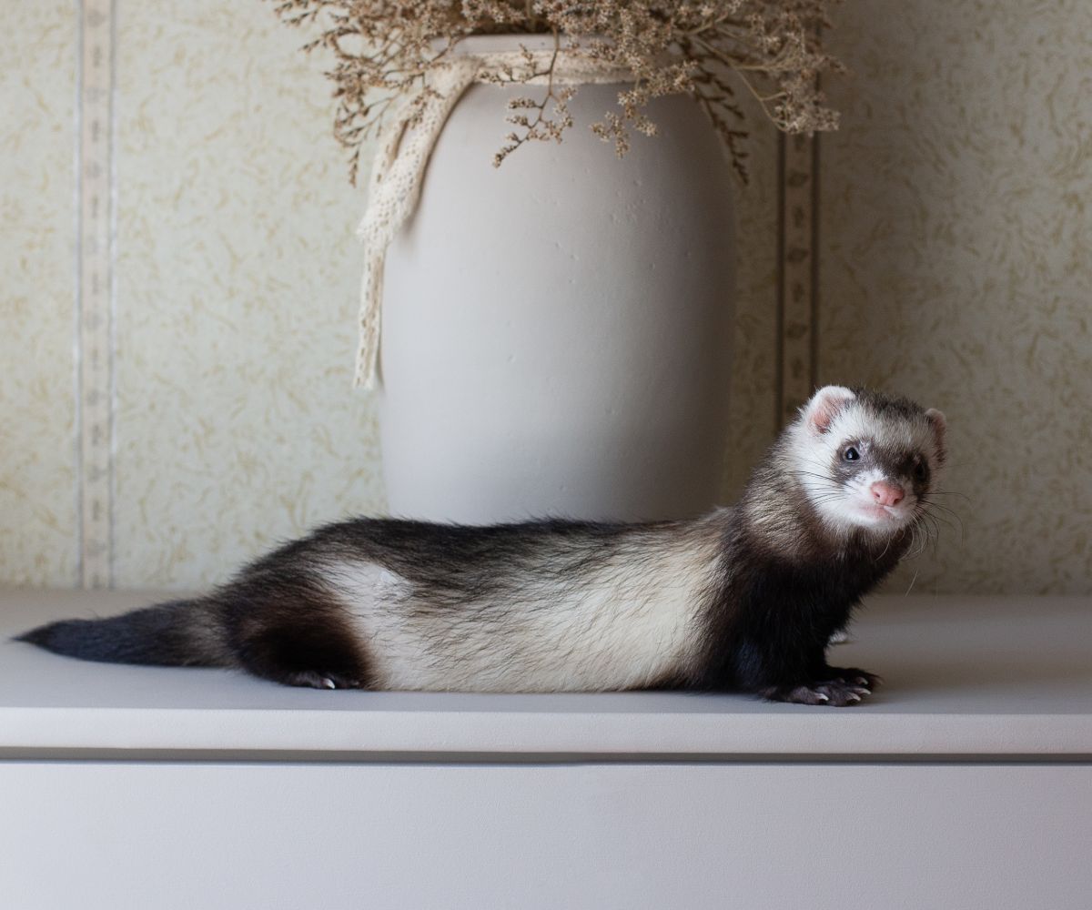 Do Apartments Allow Ferrets? petusiast