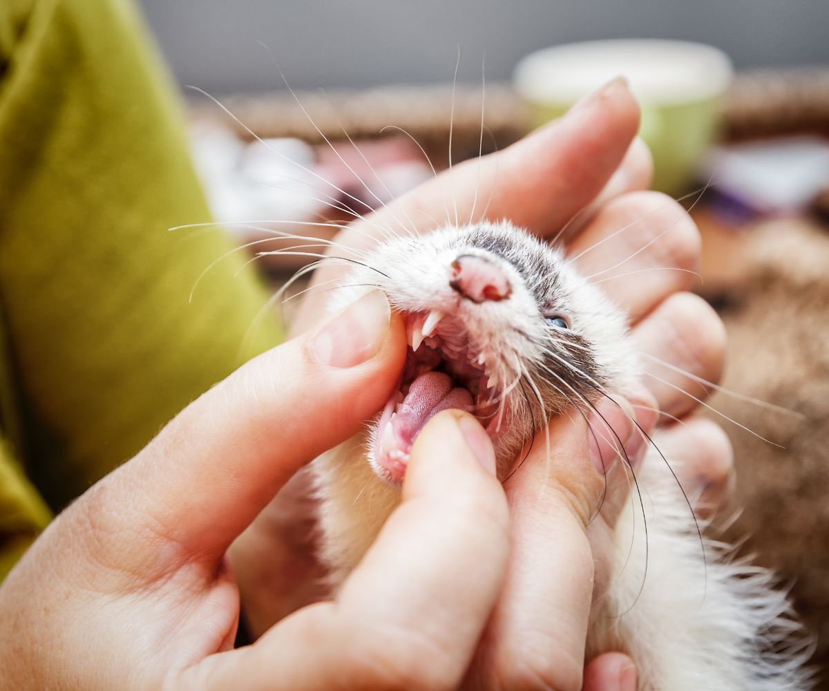 Can Ferrets Break Bones? The bite of a ferret is really that strong
