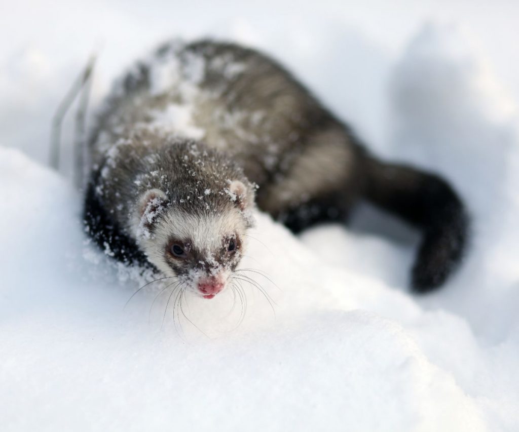 Can Ferrets Withstand Cold? petusiast