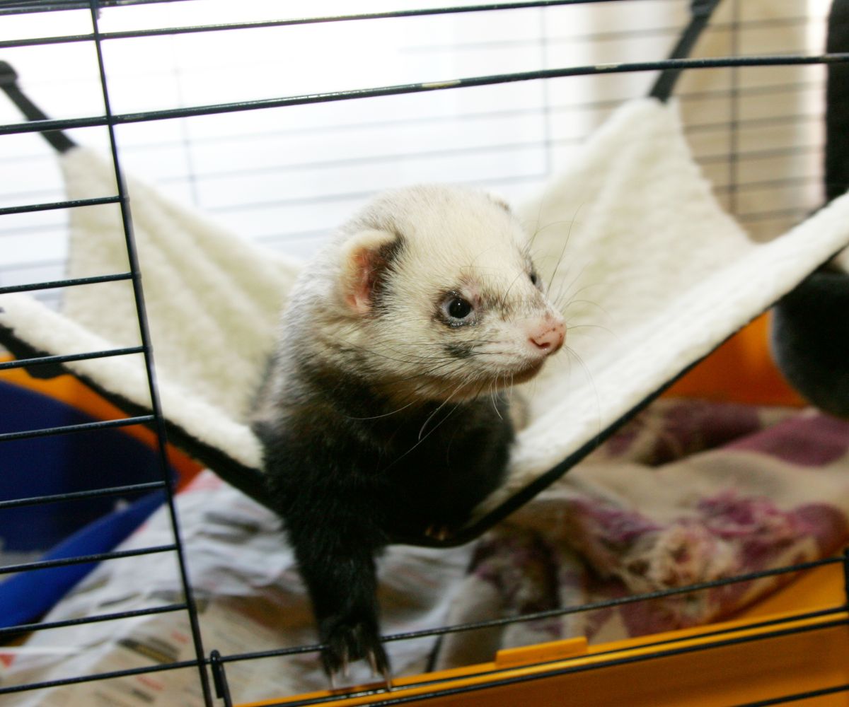 Can You Use Straw for Ferrets? (And Better Bedding Options) petusiast