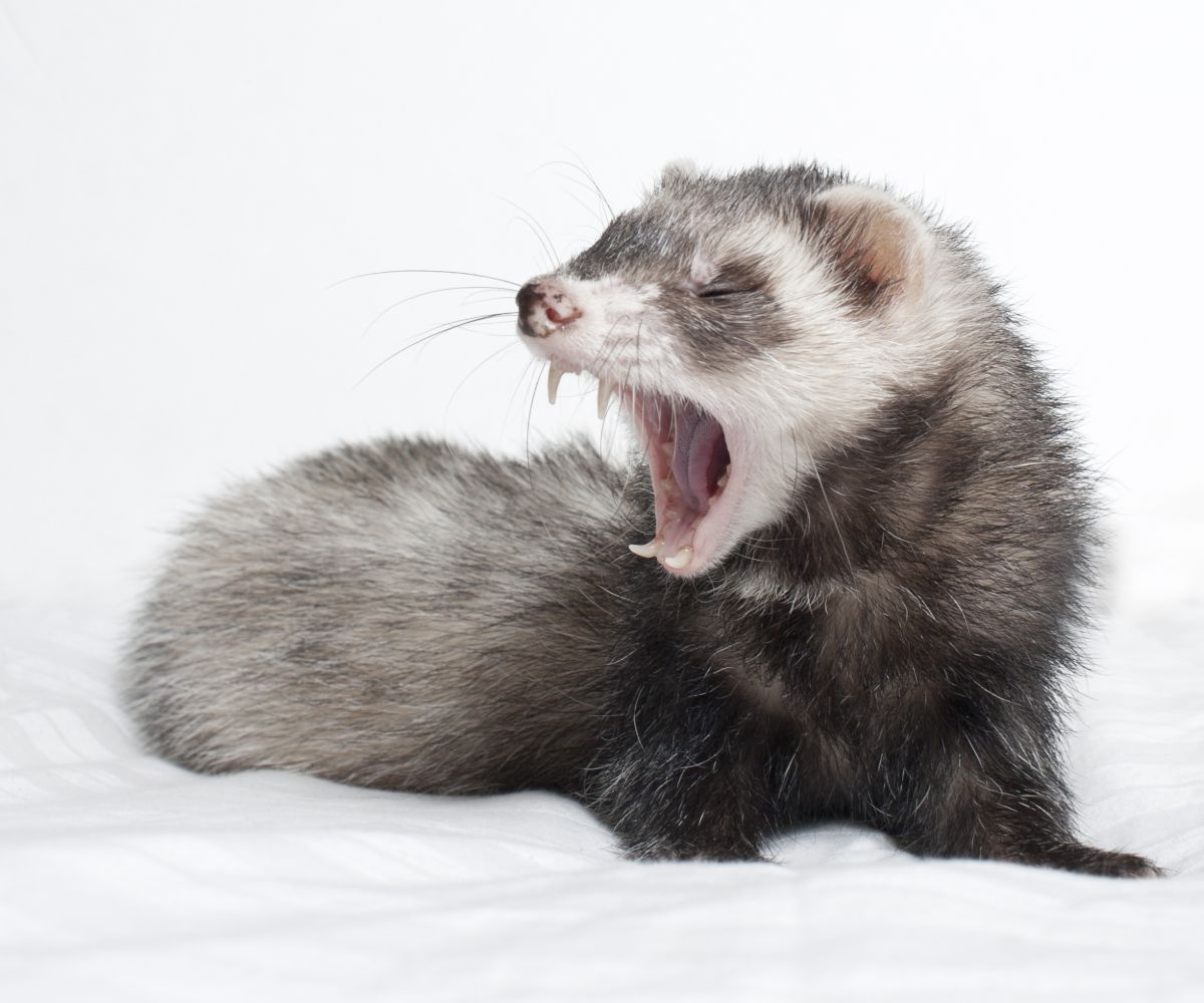 Can Ferrets Break Bones? The bite of a ferret is really that strong