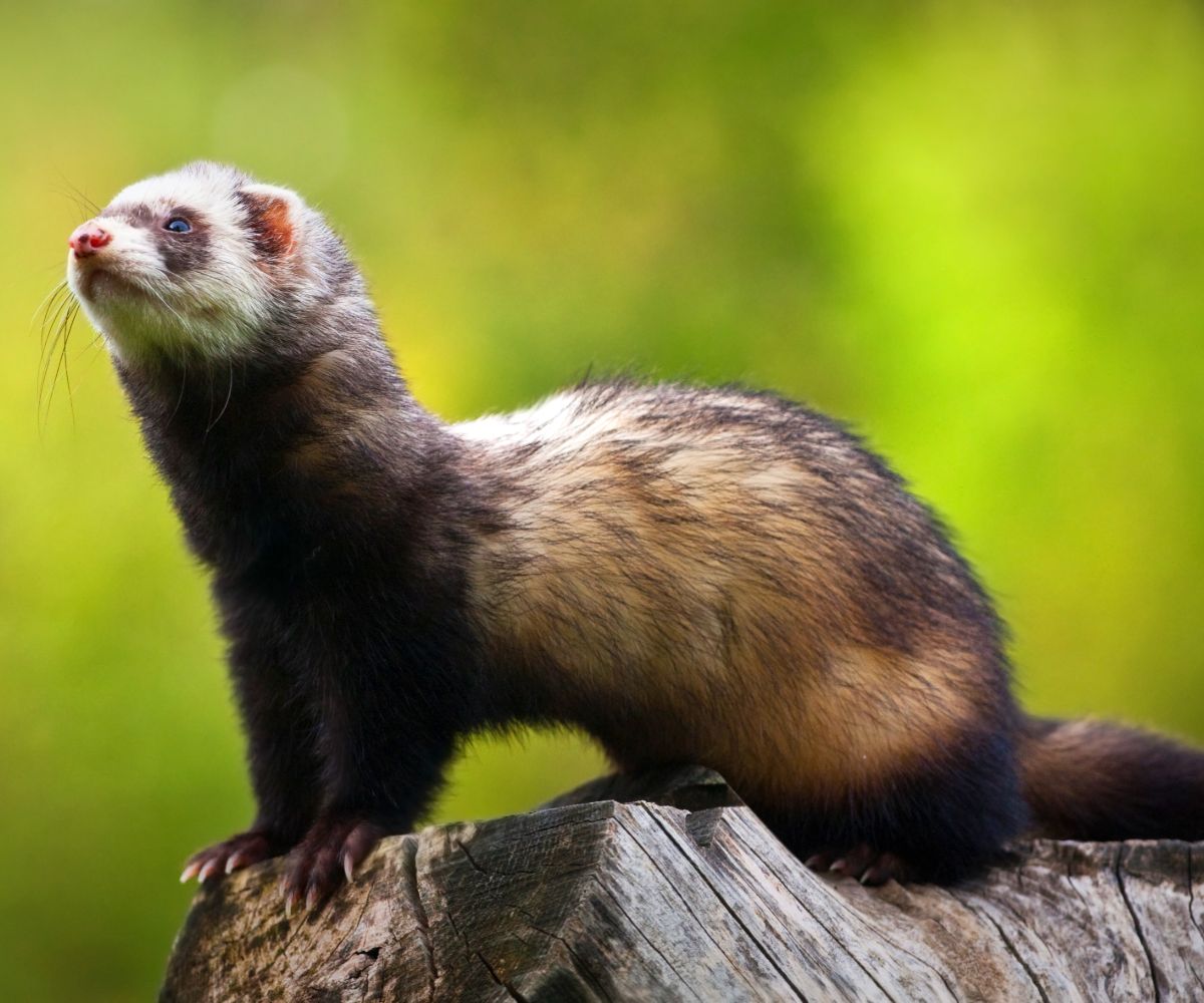 Do Ultrasonic Pest Repellers Affect Ferrets? petusiast