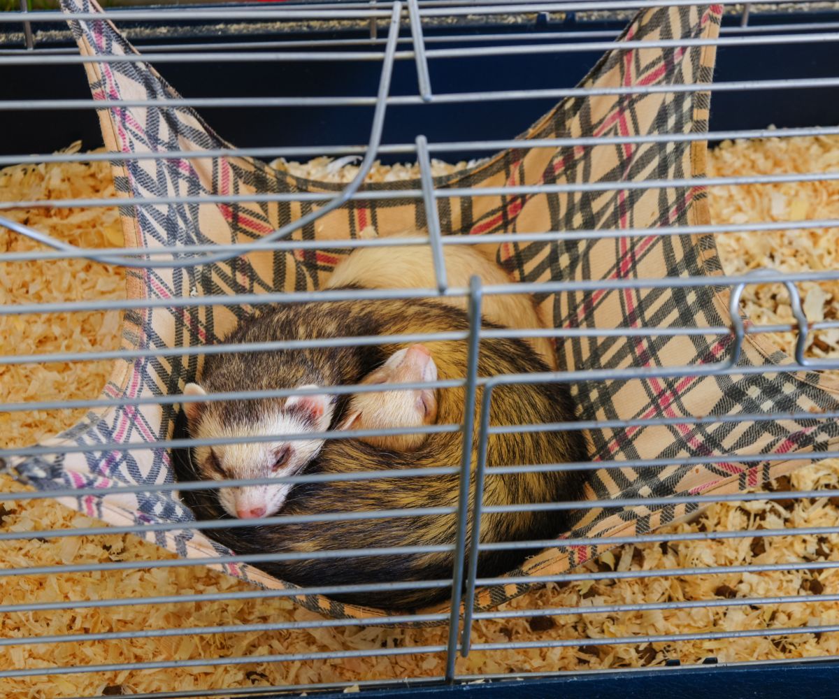 What Kind of Wood Bedding is Safe for Ferrets? (Avoid Pine and Cedar