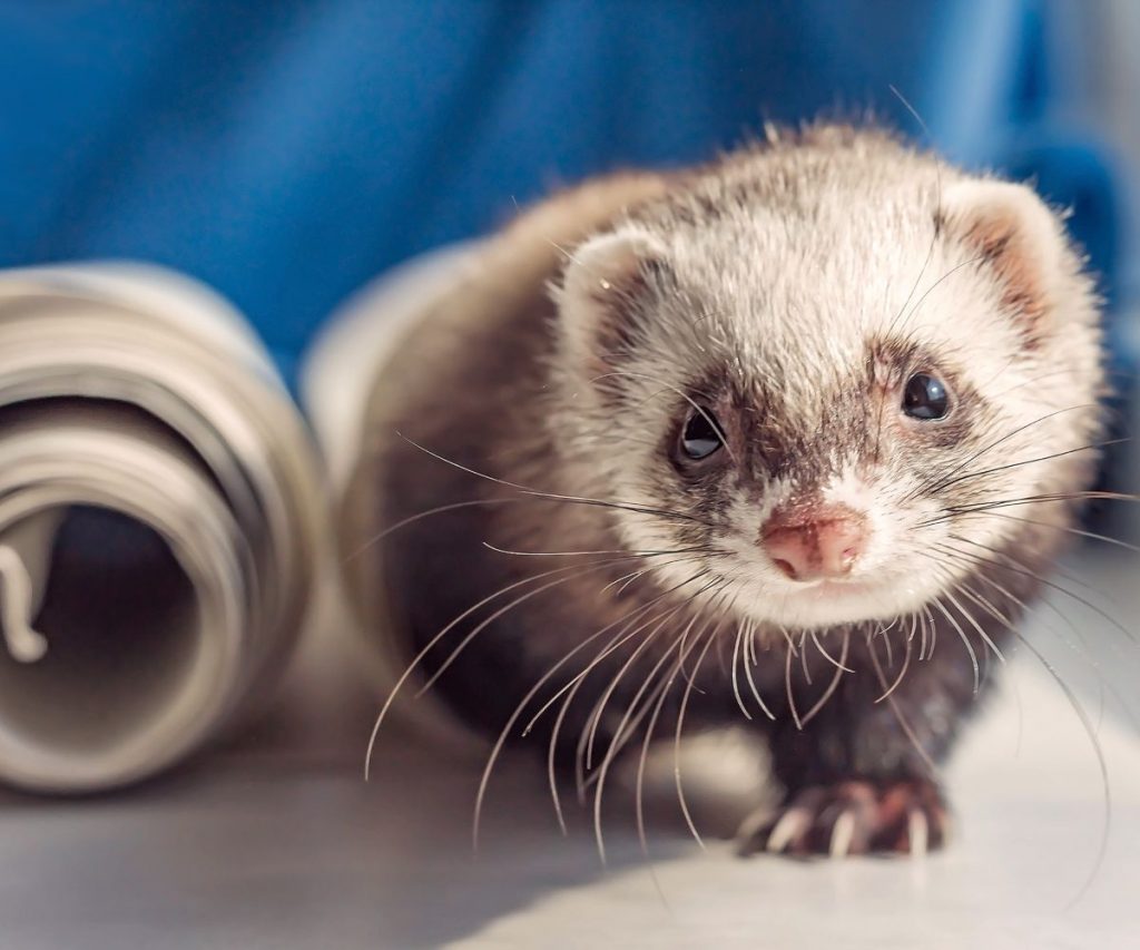 Do Ultrasonic Pest Repellers Affect Ferrets? petusiast