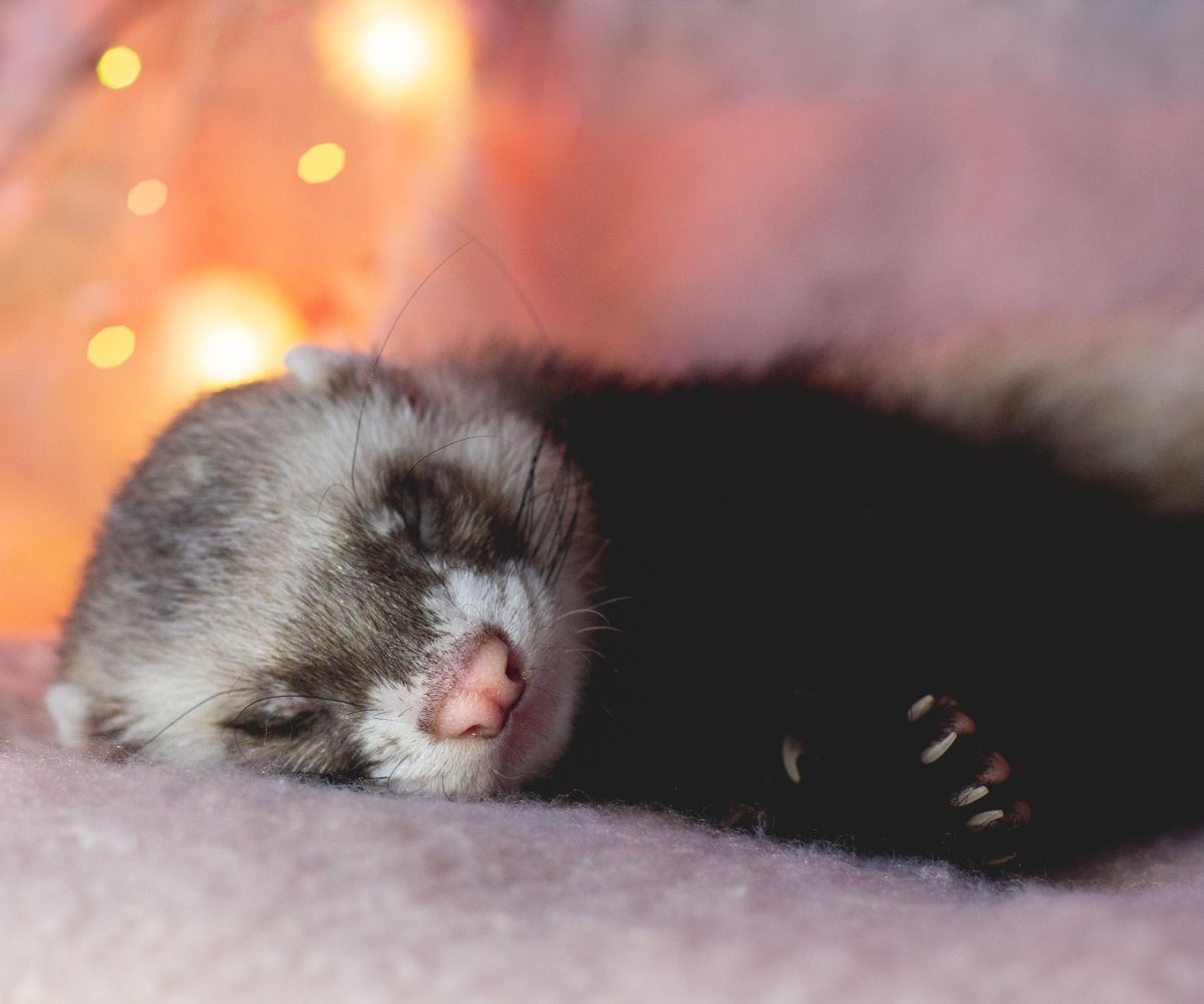 Can You Burn Candles Around Ferrets at Sharon Payne blog