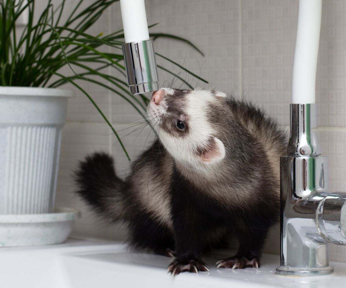 Can Ferrets Drink Coffee? petusiast