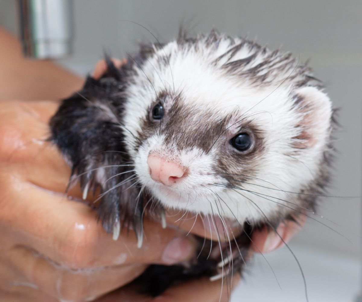 Can You Wash Ferrets with Dog Shampoo? petusiast