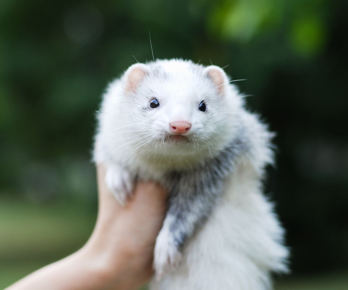 Is Incense Bad for Ferrets? petusiast