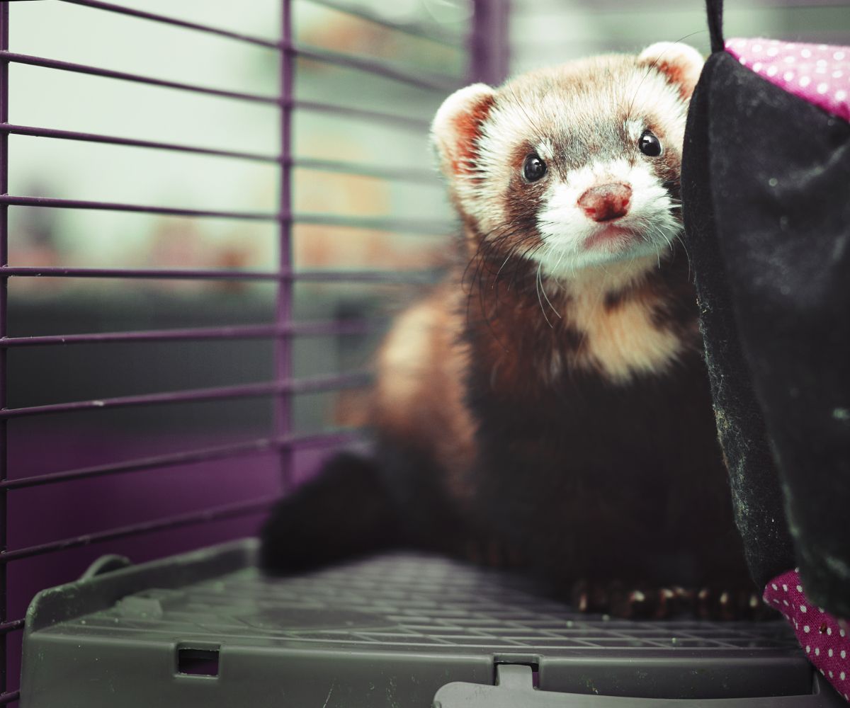What Kind of Wood Bedding is Safe for Ferrets? (Avoid Pine and Cedar