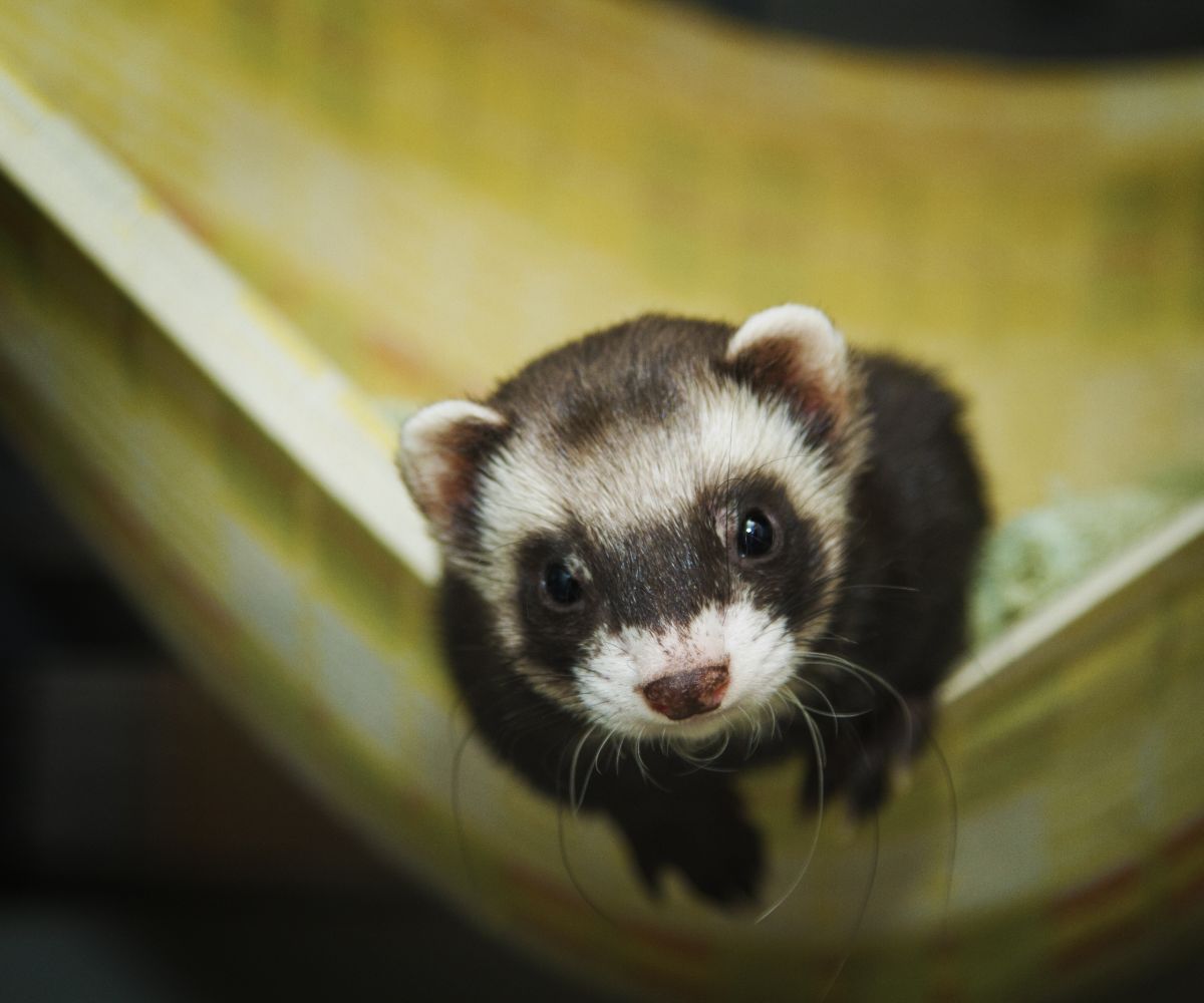 Can You Use Straw for Ferrets? (And Better Bedding Options) petusiast