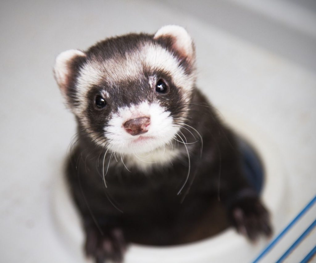 Are Candles Bad for Ferrets? petusiast