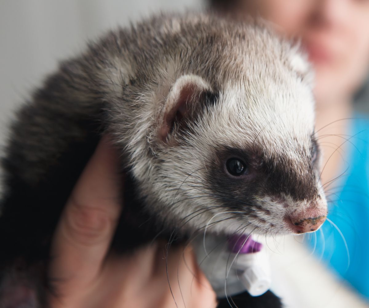 Can You Use Cat Dewormer on Ferrets? Avoid This Mistake! petusiast