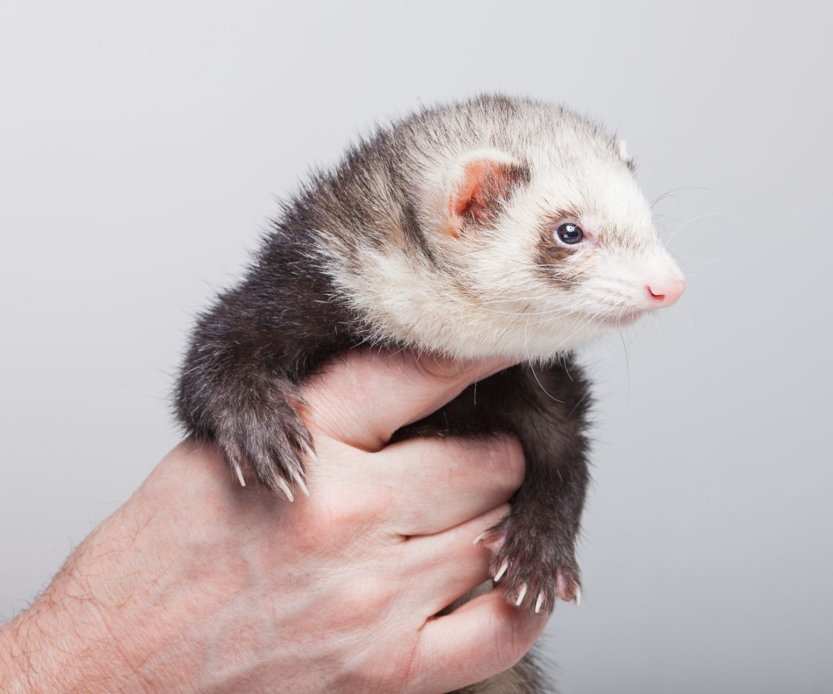 Do Ferrets Come When Called? (And How To Train A Ferret To Come