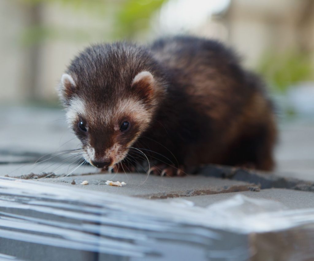 Do Ferrets Come When Called? (And How To Train A Ferret To Come