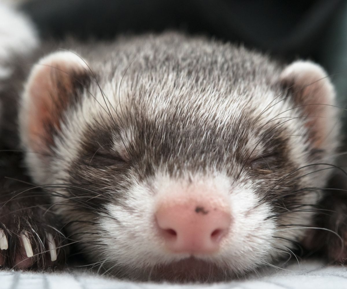 Is Incense Bad for Ferrets? petusiast