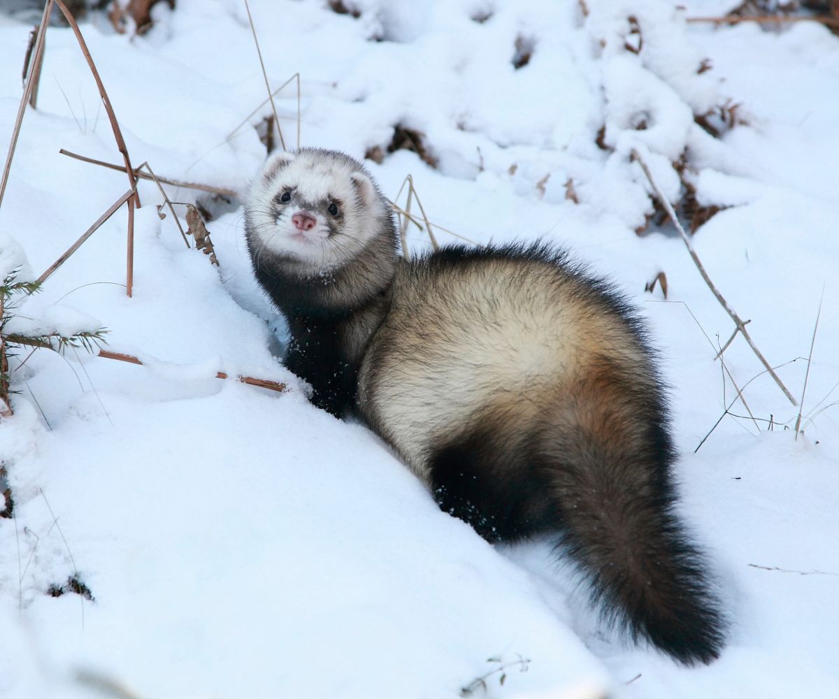Why Do Ferrets Puff Their Tails? petusiast
