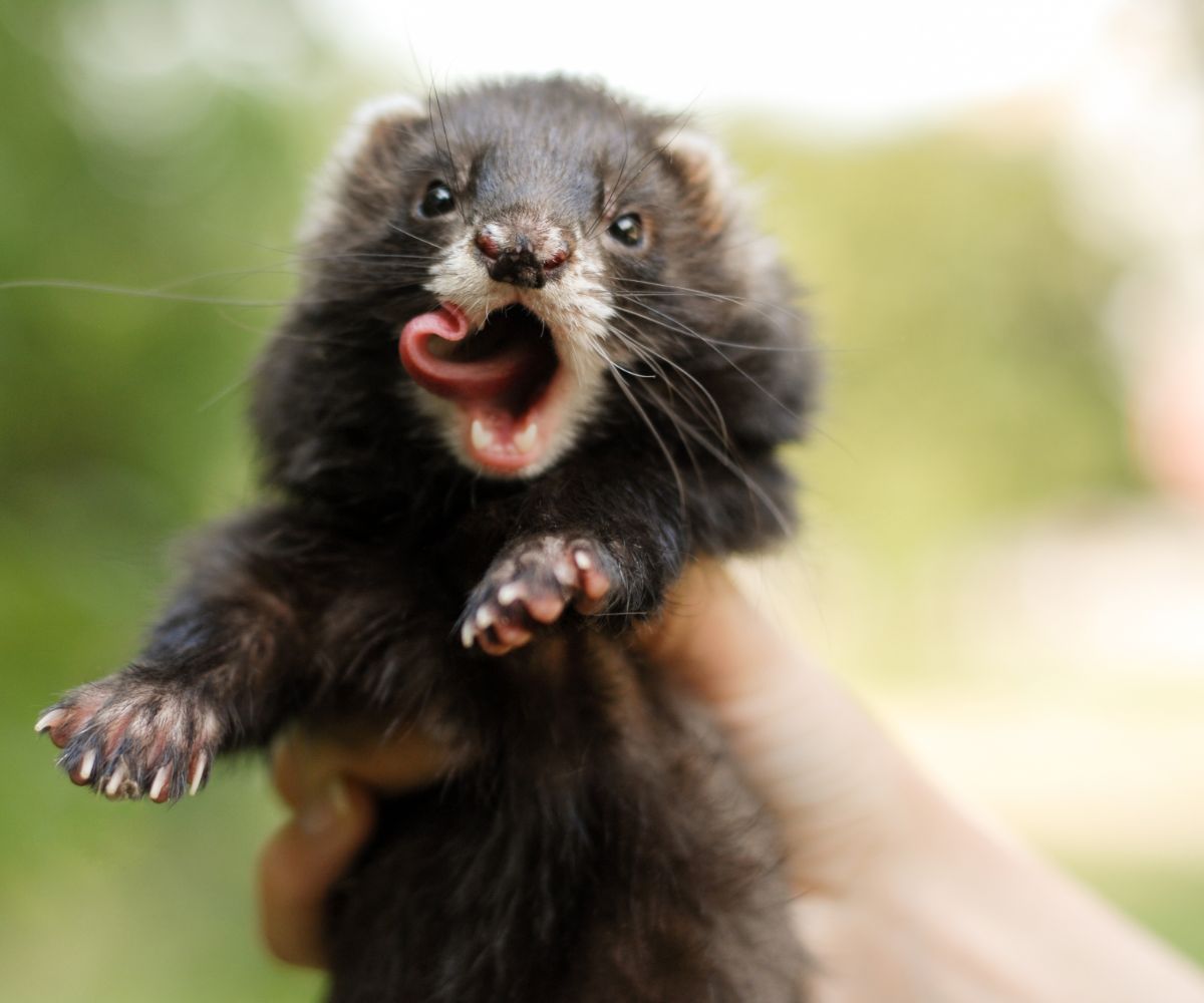 Do Ferrets Keep Mice Away? petusiast