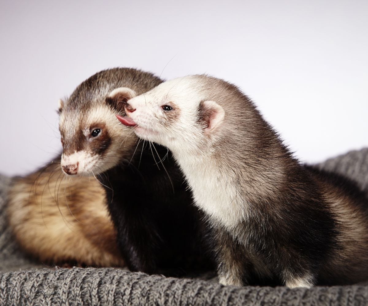 Can Ferrets Wear Flea Collars? petusiast