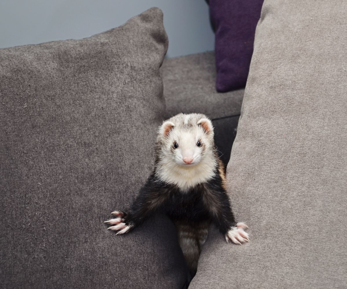 Do Ferrets Scratch Furniture? petusiast