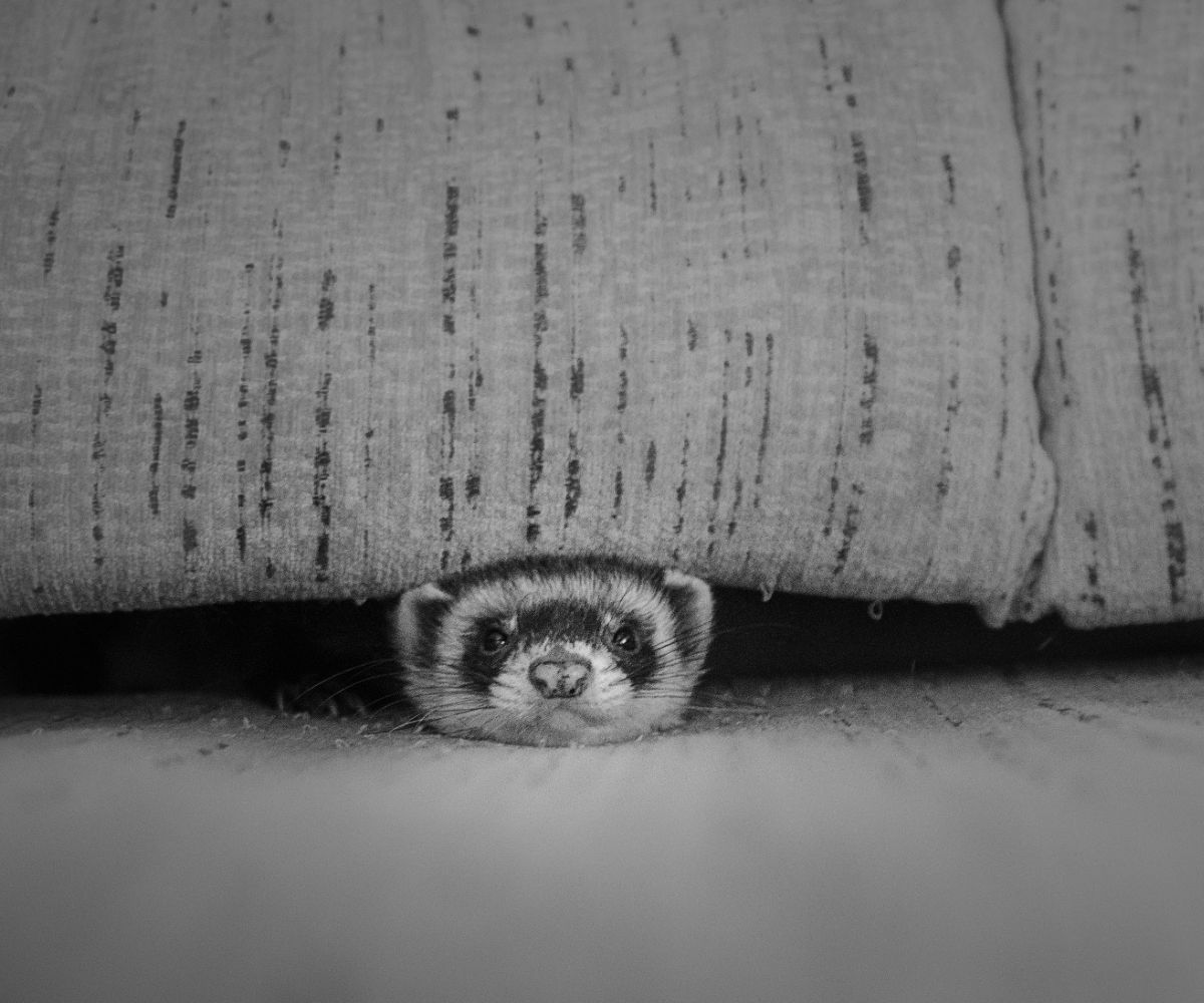 Do Ferrets Scratch Furniture? petusiast